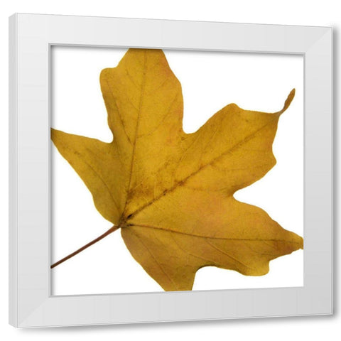 Leaf Inflorescence II White Modern Wood Framed Art Print by Project, A.