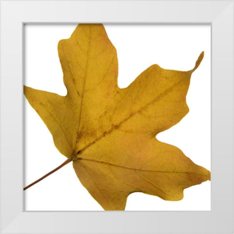 Leaf Inflorescence II White Modern Wood Framed Art Print by Project, A.