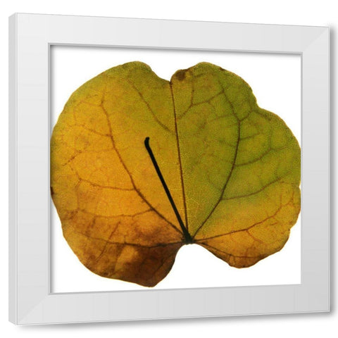 Leaf Inflorescence III White Modern Wood Framed Art Print by Project, A.