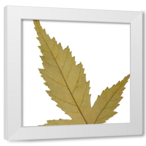 Leaf Inflorescence IV White Modern Wood Framed Art Print by Project, A.