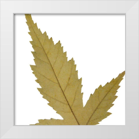 Leaf Inflorescence IV White Modern Wood Framed Art Print by Project, A.