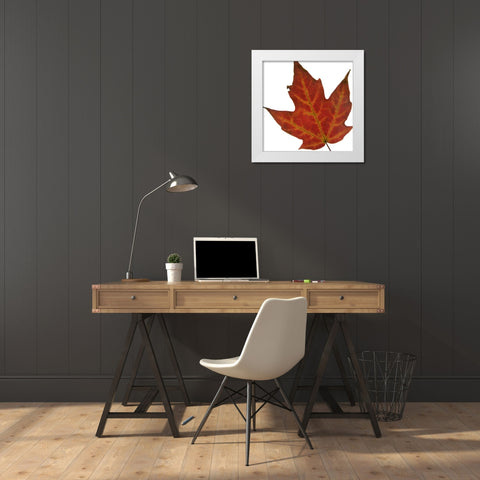 Leaf Inflorescence V White Modern Wood Framed Art Print by Project, A.