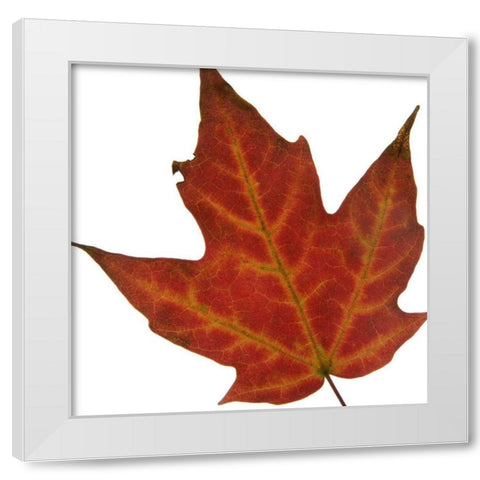 Leaf Inflorescence V White Modern Wood Framed Art Print by Project, A.
