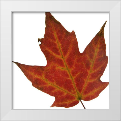 Leaf Inflorescence V White Modern Wood Framed Art Print by Project, A.