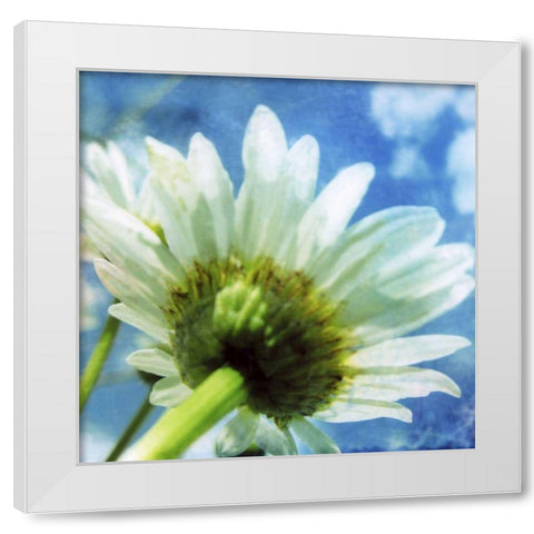 Daisies I White Modern Wood Framed Art Print by Blixt, Ingrid