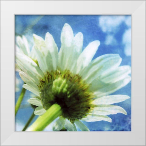 Daisies I White Modern Wood Framed Art Print by Blixt, Ingrid