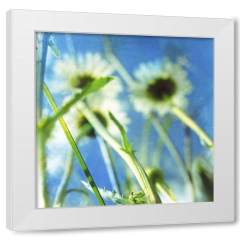 Daisies II White Modern Wood Framed Art Print by Blixt, Ingrid