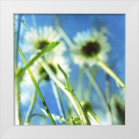 Daisies II White Modern Wood Framed Art Print by Blixt, Ingrid