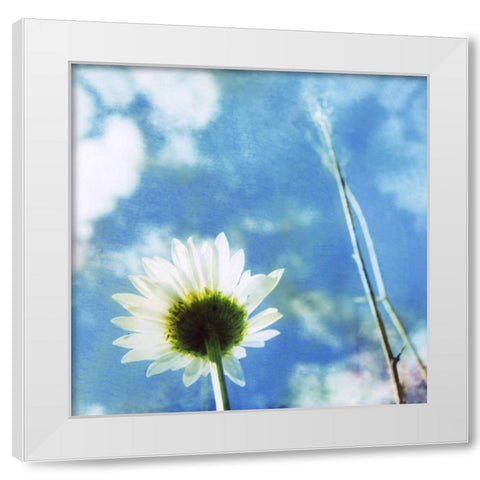 Daisies IV White Modern Wood Framed Art Print by Blixt, Ingrid