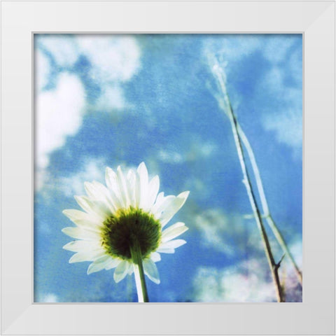 Daisies IV White Modern Wood Framed Art Print by Blixt, Ingrid
