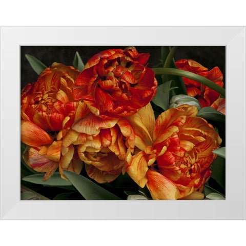 Old World Tulips I White Modern Wood Framed Art Print by Perry, Rachel
