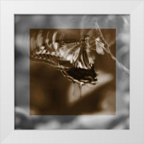 Butterfly Study I White Modern Wood Framed Art Print by Project, A.