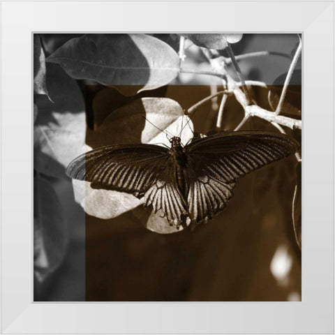 Butterfly Study II White Modern Wood Framed Art Print by Project, A.