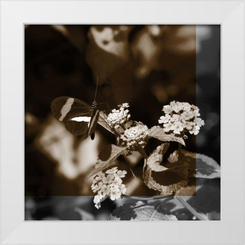 Butterfly Study III White Modern Wood Framed Art Print by Project, A.