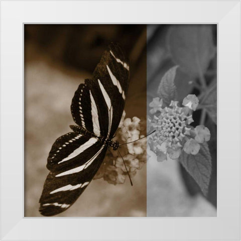 Butterfly Study IV White Modern Wood Framed Art Print by Project, A.