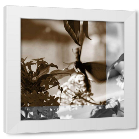 Butterfly Study V White Modern Wood Framed Art Print by Project, A.