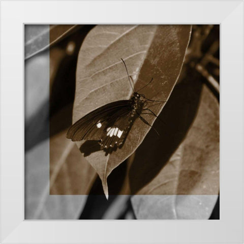 Butterfly Study VI White Modern Wood Framed Art Print by Project, A.