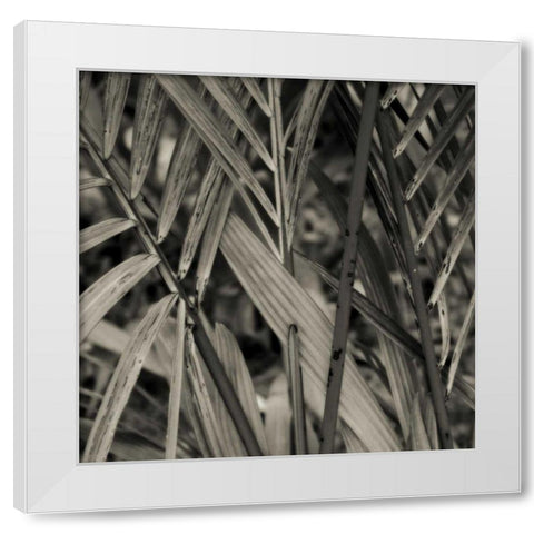 Bamboo Study II White Modern Wood Framed Art Print by Ling, Tang