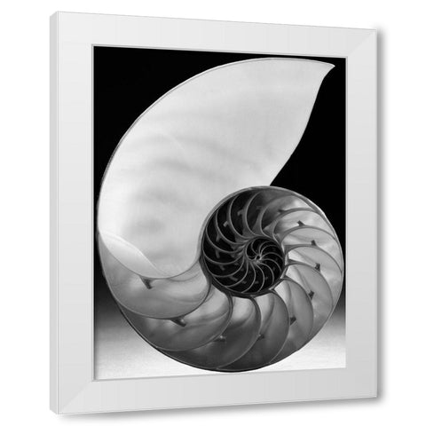 Shell I White Modern Wood Framed Art Print by Christensen, Jim