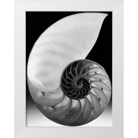 Shell I White Modern Wood Framed Art Print by Christensen, Jim