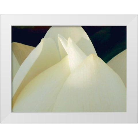 Lotus Detail III White Modern Wood Framed Art Print by Christensen, Jim