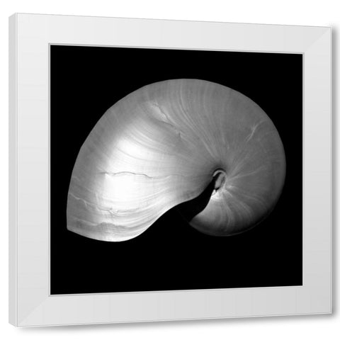 Nautilus Twin I White Modern Wood Framed Art Print by Bay, Noah