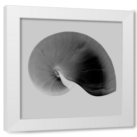 Nautilus Twin II White Modern Wood Framed Art Print by Bay, Noah