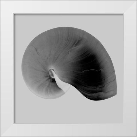 Nautilus Twin II White Modern Wood Framed Art Print by Bay, Noah