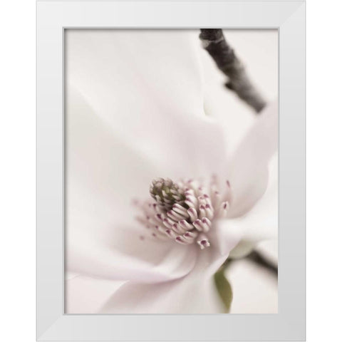 Magnolia Blush II White Modern Wood Framed Art Print by Zalewski, Christine