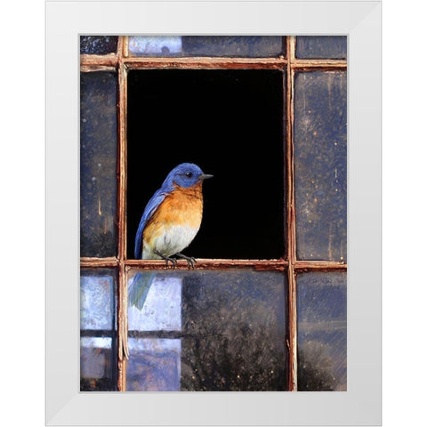 Bluebird Window White Modern Wood Framed Art Print by Vest, Chris