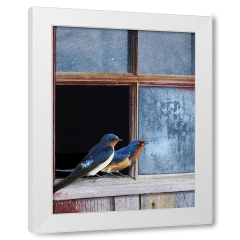 Barn Swallows Window White Modern Wood Framed Art Print by Vest, Chris