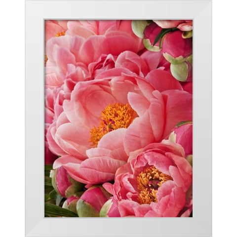 Coral Peonies II White Modern Wood Framed Art Print by Perry, Rachel