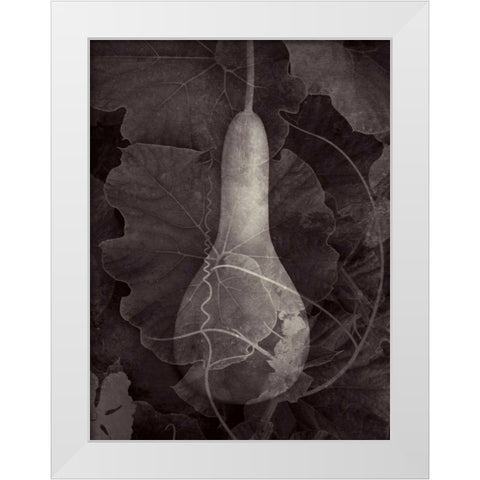 Gourd III White Modern Wood Framed Art Print by Ray, Elena