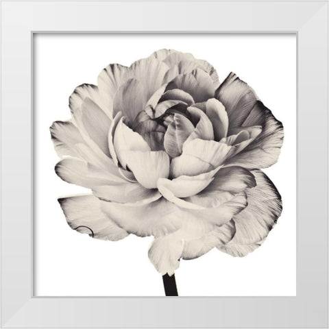Ghost Flower I White Modern Wood Framed Art Print by Zalewski, Christine