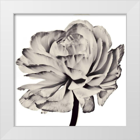 Ghost Flower II White Modern Wood Framed Art Print by Zalewski, Christine
