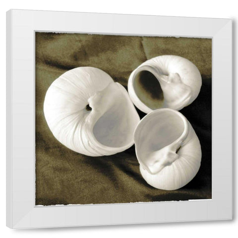 Equalized Shell Trio II White Modern Wood Framed Art Print by James, Andrea