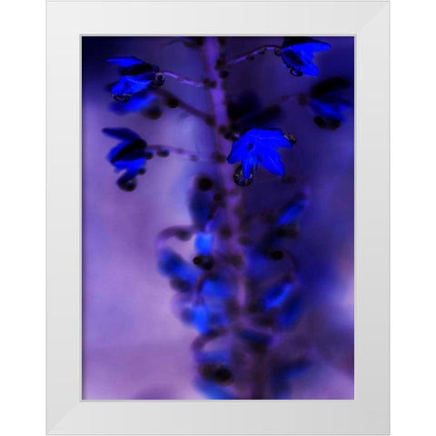 Morning Rain III White Modern Wood Framed Art Print by Teton Parchment