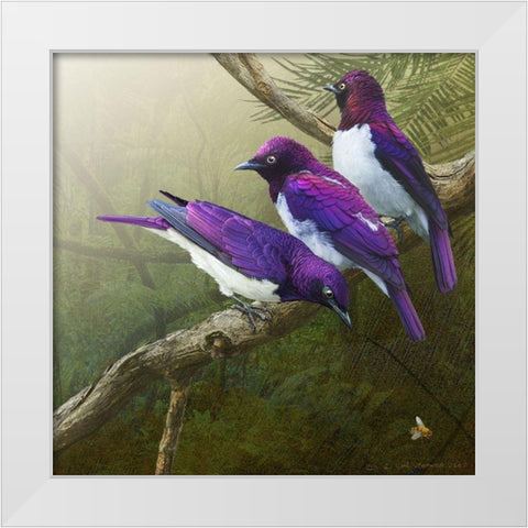 African Starlings White Modern Wood Framed Art Print by Vest, Chris