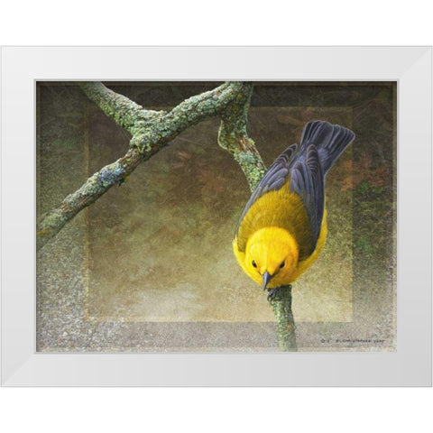 Prothonotary White Modern Wood Framed Art Print by Vest, Chris