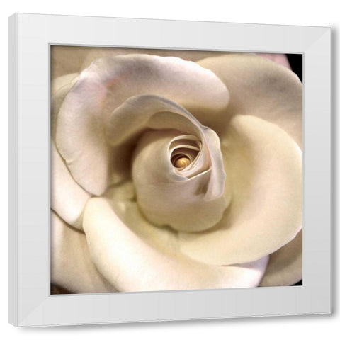 Blushing Rose I White Modern Wood Framed Art Print by Chester, Colby