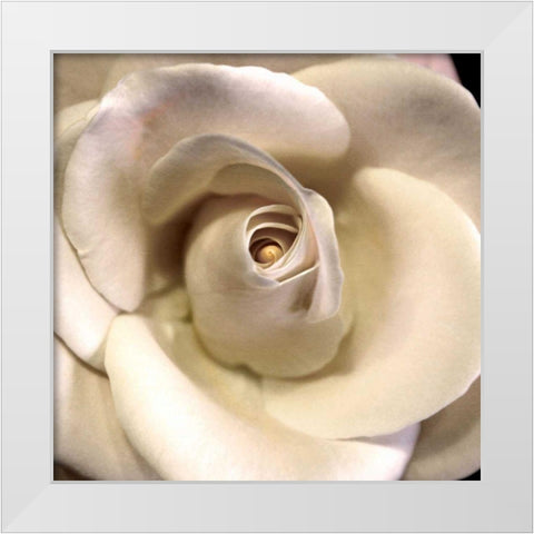 Blushing Rose I White Modern Wood Framed Art Print by Chester, Colby