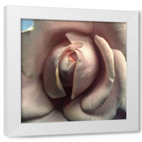 Blushing Rose II White Modern Wood Framed Art Print by Chester, Colby