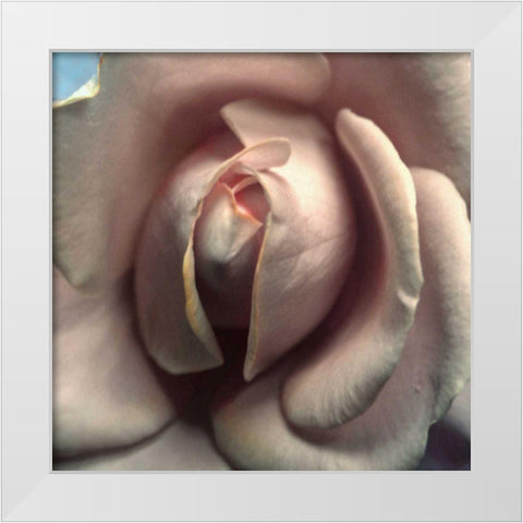 Blushing Rose II White Modern Wood Framed Art Print by Chester, Colby