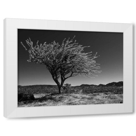 Start Spring Tree White Modern Wood Framed Art Print by Nalbandian, Nish