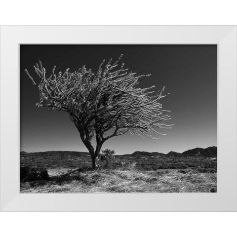 Start Spring Tree White Modern Wood Framed Art Print by Nalbandian, Nish