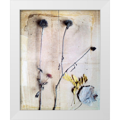 Herbarium VII White Modern Wood Framed Art Print by Blixt, Ingrid