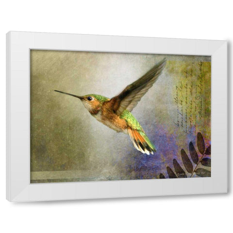 Hummer Flight White Modern Wood Framed Art Print by Vest, Chris