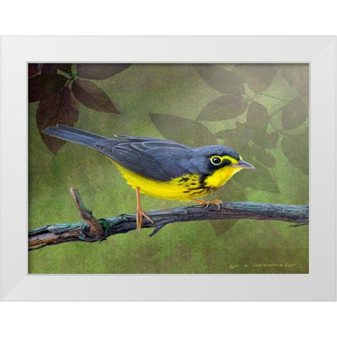 Canada Warbler White Modern Wood Framed Art Print by Vest, Chris