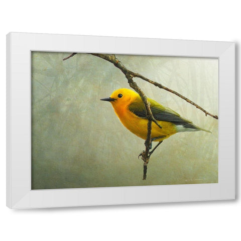Prothonotary Warbler White Modern Wood Framed Art Print by Vest, Chris
