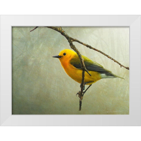 Prothonotary Warbler White Modern Wood Framed Art Print by Vest, Chris